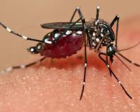 बदायूं: डंक मारने लगे मच्छर, रणनीति बनाने तक सीमित मलेरिया विभाग
