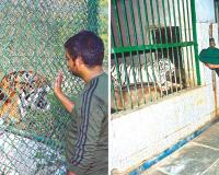 Kanpur: शेर-बाघ पी रहे इलेक्ट्राल और गेंडा नींबू पानी; पशु-पक्षियों को लू से बचाने के लिए प्राणि उद्यान में लगाए कूलर