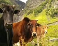 नैनीताल: उत्तराखंड में पाई जाने वाली बद्री गाय के क्लोन की तैयारी