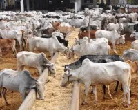 काशीपुर में आवारा गायों के लिए 4.5 करोड़ की लागत से बनेगी गौशाला