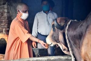 गोरखपुर: योगी ने की गोरखनाथ मन्दिर में गायों की सेवा, पूड़ी और गुड़ खिलाया