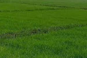 बरेली: कृषि भूमि कामर्शियल दिखा हड़पा मुआवजा, दो अफसरों पर कार्रवाई की तैयारी