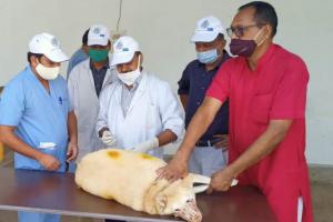 पंतनगर: पशु चिकित्सा एवं पशु विज्ञान महाविद्यालय में विश्व रेबीज दिवस का आयोजन