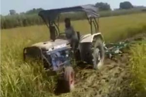 लखीमपुर खीरी: सरकारी तंत्र से परेशान किसान ने धान की खड़ी फसल पर चलाया ट्रैक्टर