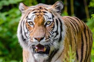 लखीमपुर-खीरी: मवेशी चराने गए किसान को बाघ ने मार डाला