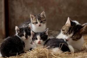 बरेली: बीमारियों से ग्रसित बिल्लियों की बढ़ रही तादाद