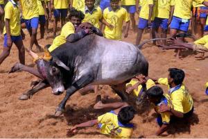 तमिलनाडु सरकार ने जल्लीकट्टू के आयोजन को दी मंजूरी