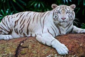 दिल्ली के चिड़ियाघर में सफेद बाघिन और शावक की मौत, ये रही वजह