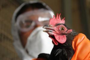 बर्ड फ्लू: पक्षियों से इंसानों में फैल सकता है एवियन इंफ्लूएंजा
