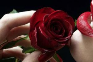 Rose Day: ये गुलाब नहीं आसां…बस इतना समझ लीजै, हर रंग अनोखा है और उसका मतलब भी जुदा है…