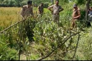 रुद्रपुर: शराब माफियों को पकड़ने गई पुलिस के हाथ लगी अवैध अफीम की खेती