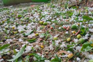 हल्द्वानी: आधा घंटे ताबड़तोड़ बरसे ओलों से फलों को नुकसान