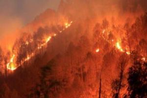 हल्द्वानी: जब तक जंगल में न होगी आग शांत तब तक वन अफसरों को न मिल पाएगा अवकाश