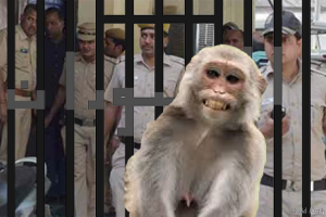 हल्द्वानी: डीआईजी के सेबों को बचाने के लिए बंदरों की निगरानी करेंगे पुलिस कर्मी