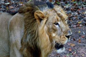 शेरों का शिकार करता कोरोना, चिड़ियाघर में कोविड-19 से एक और शेर की मौत