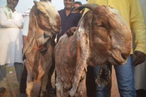 हल्द्वानी: शनि और बुध बाजार में होगा बकरों का कारोबार