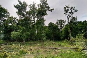 बरेली: विरोध के बावजूद नहीं थमा पेड़ काटने का सिलसिला, CM योगी और PMO को किया ट्वीट