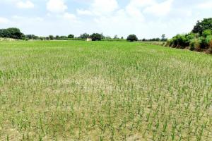 बरेली: मानसून की बेरुखी से परेशान किसान असमंजस में