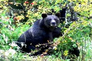 मध्यप्रदेश: भालू की सदिग्ध मौत का रहस्य अभी भी बरकरार