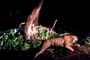 लखीमपुर-खीरी: दुधवा के जंगलों में लापता हो गई बरेली की शर्मीली