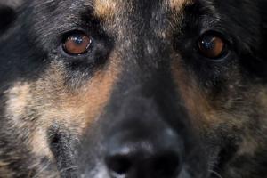 बरेली: बढ़ा कुत्‍तों का आतंक, रोज अस्‍पताल पहुंच रहे लगभग 100 मरीज