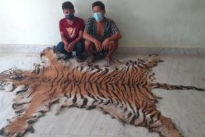 लखीमपुर खीरी: बाघ की खाल सहित दो युवक गिरफ्तार