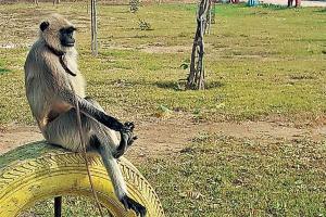 बरेली: बंदरों को भगाने के लिए लंगूर पालेगा नगर निगम