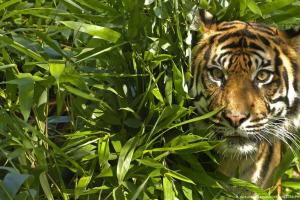 International Tiger Day: केरल के जंगल में मिली थी नन्ही मंगला, अब करेगी ‘शिकार’