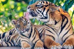 अंतरराष्ट्रीय बाघ दिवस पर सरकार ने लिया फैसला, भारत में 14 बाघ रिजर्व को सीए-टीएस मान्यता दी