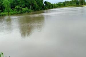 दिनेशपुर: बारिश से धान की फसल जलमग्न, शहर में पानी की निकासी न होने से बढ़ी मुश्किलें