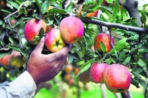 हिमाचल प्रदेश के इन बेहतरीन सेबों को भेजा गया बहरीन