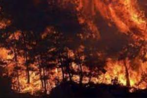 Burning Turkey: तुर्की के जंगलों में लगी आग पावर प्लांट तक पहुंची, अब तक 8 लोगों की मौत