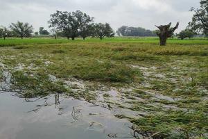 अयोध्या: गांवों को चकबंदी और अनियोजित विकास ले ‘डूबा’, भारी बारिश से गांव-गांव में भर जाता है पानी
