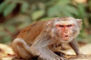 मुरादाबाद: बंदर के डर से छत से गिरा बच्चा, घायल