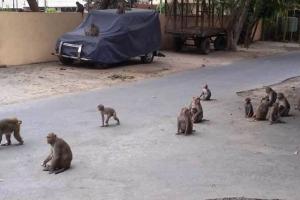 बरेली: बंदरों के आतंक की दहशत में कई मोहल्ले, वन विभाग खामोश