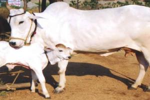 बरेली: गाय को राष्ट्रीय पशु घोषित करने का मुसलमानों ने किया समर्थन