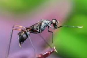 बरेली: खतरनाक है डेंगू का डी-2 वैरिएंट, ब्रेन हेमरेज का भी खतरा