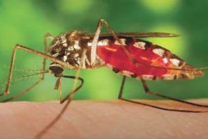 बरेली: डेंगू का संदिग्ध मिलने पर स्वास्थ्य विभाग ने जारी किया अलर्ट