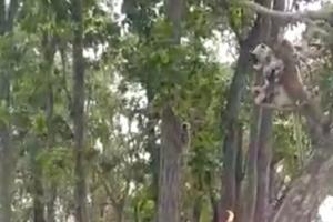 OMG: बारिश के पानी में फंसी बंदरों की टोली, भूख-प्यास से तड़पता देख ग्रामीणों ने की मदद