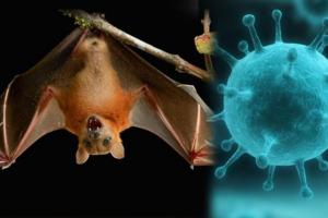 क्या चमगादड़ों से फैला निपाह वायरस? दो प्रजातियों के नमूनों में मिली एंटीबॉडी