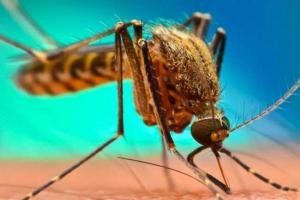 बरेली: जिले में निकले 24 मलेरिया के मरीज तो पांच डेंगू संदिग्ध
