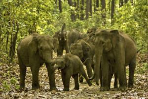 रामनगर: कॉर्बेट में घास लेने गई महिलाओं पर हाथियों का हमला