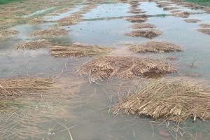 मुरादाबाद : झमाझम बारिश से बदला मौसम का मिजाज, धान की फसल को भारी नुकसान