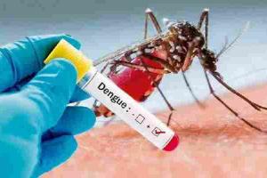 डेंगू बुखार में पपीते के रस का सेवन होता है लाभकारी : डॉ. शिवांका