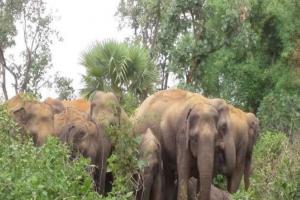 पीलीभीत: ट्रांस क्षेत्र में हाथियों की दस्तक, रौंदी किसानों की फसल