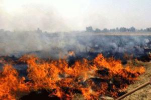 पीलीभीत: अब सूरजपुर के खेतों में जली पराली, जिम्मेदार अनजान
