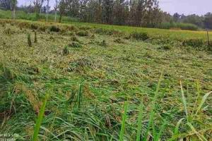 अयोध्या: आफत बनी बारिश, किसानों में छाई मायूसी… प्रशासन ने किया अलर्ट