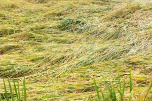 पीलीभीत: फसल कटने से पहले किसानों को झटका, तेज आंधी-बारिश से धान खेत में बिछा