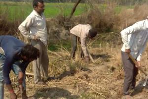 रायबरेलीः सैकड़ों ग्रामीण कीचड़ में तलाश रहे जीविका, जानें वजह?