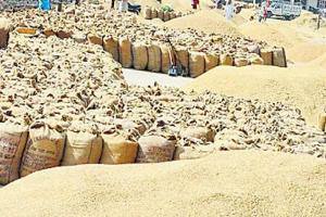 अमेठी: केंद्र प्रभारी की अनुपस्थिति से नहीं हो पा रही धान की तौल, किसान परेशान